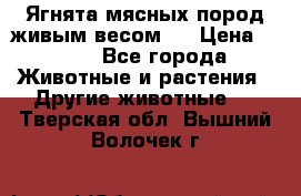 Ягнята мясных пород живым весом.  › Цена ­ 125 - Все города Животные и растения » Другие животные   . Тверская обл.,Вышний Волочек г.